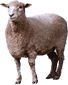 Особенности машинки для стрижки овец DIMI